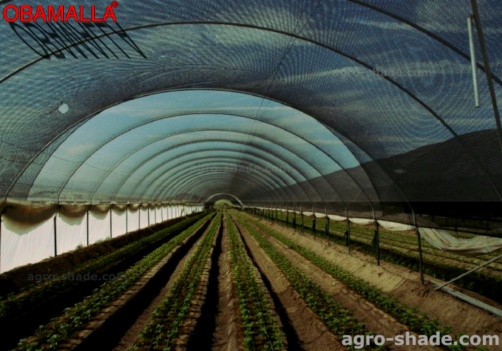 OBAMALLA, Agro shade cloth is suitable for growing different plants.